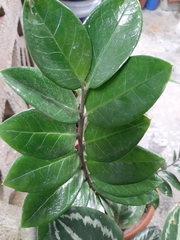 Zamioculcas zamiifolia