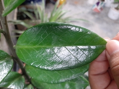 Zamioculcas zamiifolia