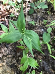 Dichanthelium boscii