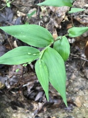 Dichanthelium boscii