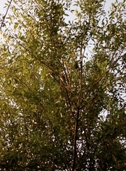 Glaucidium brasilianum