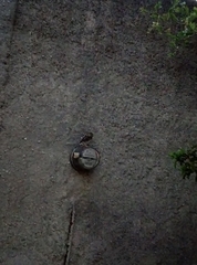 Glaucidium brasilianum