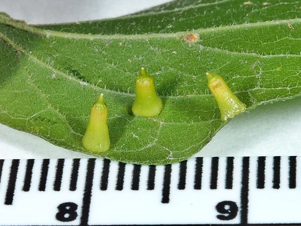 Hackberry Aciculate Gall Midge