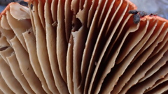 Cortinarius erythraeus