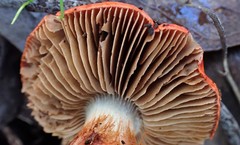 Cortinarius erythraeus
