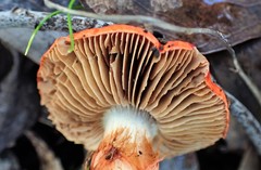 Cortinarius erythraeus
