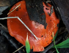 Cortinarius erythraeus