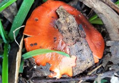 Cortinarius erythraeus