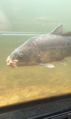 Cyprinus carpio carpio