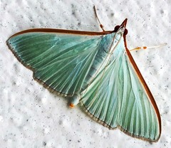 Diaphania costata