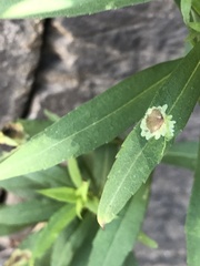 Calycomyza promissa