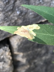 Calycomyza promissa