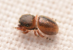 Sassacus cyaneus