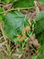 Agromyza alnibetulae