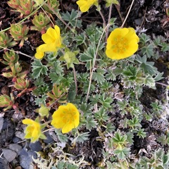 Potentilla subvahliana