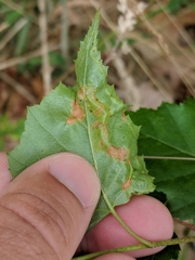 Agromyza alnibetulae