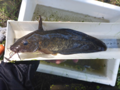 Eel-Tailed Catfish photo 5