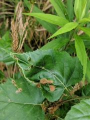 Agromyza alnibetulae
