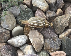 Polyphylla decemlineata