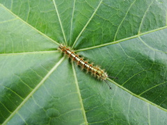 Ariadne ariadne pallidior