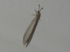 Neuroleon arenarius