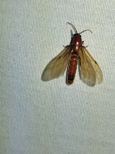 Labidus coecus photo 4