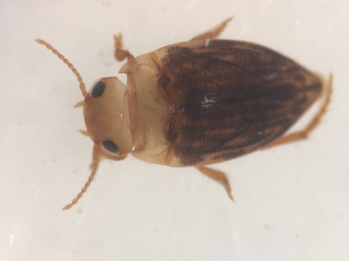 Neoporus mellitus