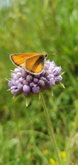Thymelicus sylvestris