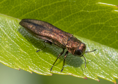 Agrilus cuprescens (Ménétriés, 1832)