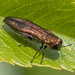 Agrilus cuprescens - Photo (c) Denis Doucet,  זכויות יוצרים חלקיות (CC BY-NC), הועלה על ידי Denis Doucet