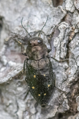 Phaenops fulvoguttata