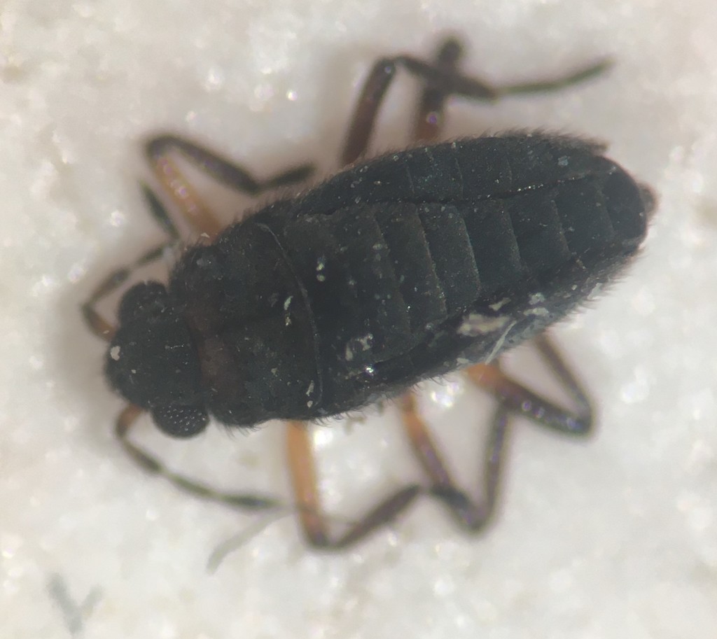 Microvelia austrina