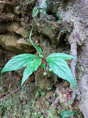 Lysimachia ardisioides