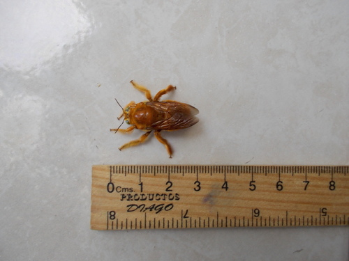 Valley Carpenter Bee