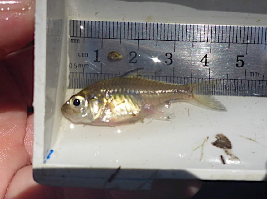 Agassiz's Glassfish in February 2017 by jack_m · iNaturalist Australia