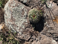 Echinofossulocactus phyllacanthus