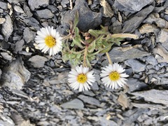Erigeron denalii