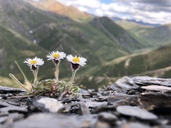 Erigeron denalii