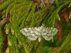 Elophila ekthlipsis