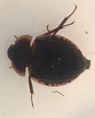 Sperchopsis tessellata