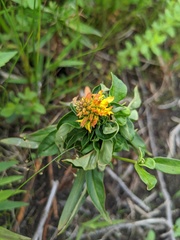 Lysimachia terrestris