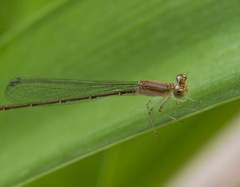 Argentagrion ambiguum