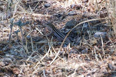 Aspidoscelis uniparens