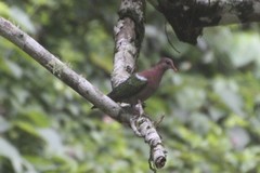 Chalcophaps longirostris