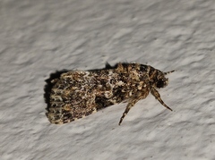 Callopistria latreillei