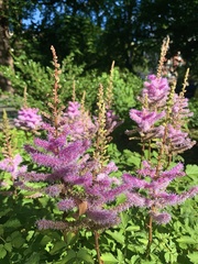 Astilbe