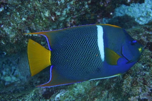 King Angelfish