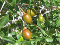 Pseudoziziphus parryi