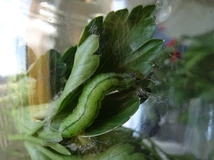 Thysanoplusia orichalcea