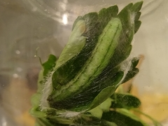 Thysanoplusia orichalcea